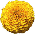 Park Seed Vibrant Inca II Yellow Hybrid Marigold Seeds – Early-Blooming 3–3.5 Inch Double Blooms, Compact 12-Inch Plants, Weather-Resistant & Long-Lasting Color for Gardens or Containers – Pack of 25