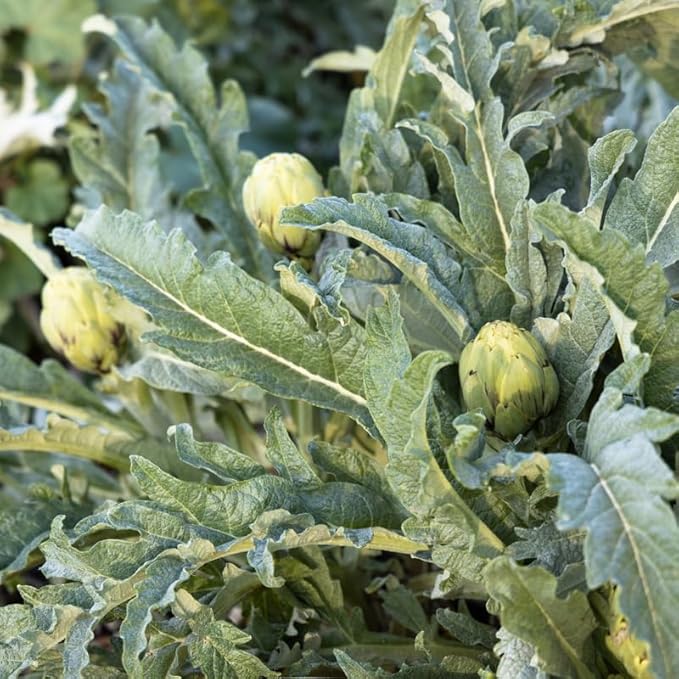 50 Artichoke Seeds for Planting Indoor Outdoor, Artichoke Vegetable Seeds