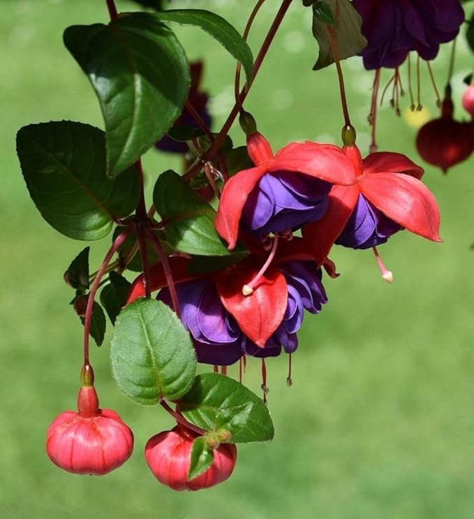 100 Pcs Fuchsia Flower Seeds Perennial Home Plant Bonsai