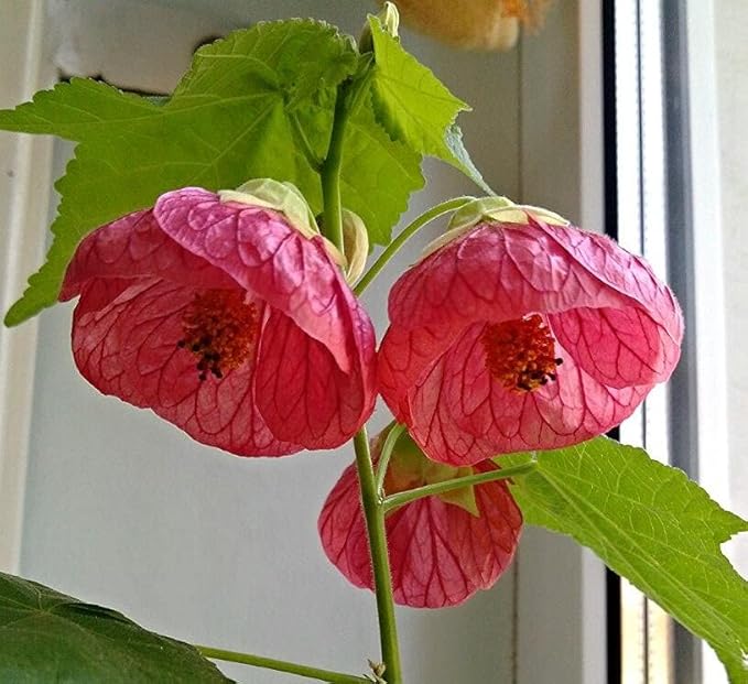 SeedsUP - 50+ Seeds Abutilon (Indian Mallow Flowering Maple) - Flower Mix