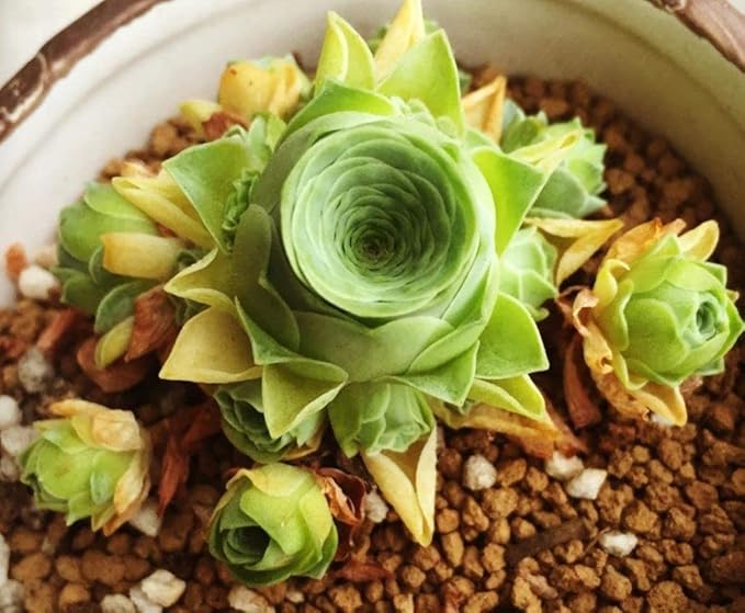 Mixed Colored Rare Succulents Seeds Flower Plant 200 Pcs Seeds