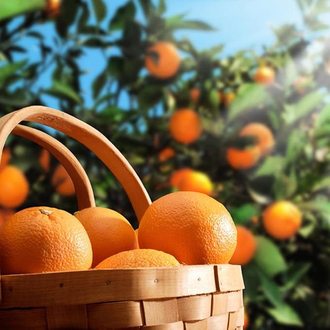 Gardenera's Premium Orange Tree Soil Mix - Quick Drain Potting Soil for Growing and Repotting Citrus Sinensis - 4 Quart