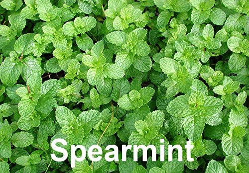 Please Read This is A Mix 100 Mint Mix Seeds 4 Varieties Peppermint, Spearmint, Lemon Mint, Lemon Balm Melissa, Heirloom Non-GMO. The Seeds are Mixed, Mentha Spicata, US Grown