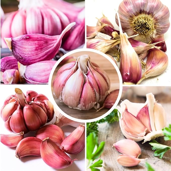 1 Pound Chesnok Red Hardneck Garlic Bulbs for Planting, Fresh High-Yield Hardy Garlic for Garden or Container Growing