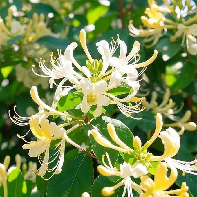 210+ Mix Honeysuckle Seeds for Planting in Home Garden- Non-GMO Honeysuckle Plant Vine - Fragrant Cloud Honeysuckle Flowers