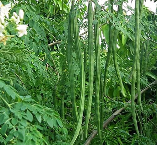 100 Moringa Seeds Approx | Moringa Seeds for Planting | Edible, Excellent Germination | Premium Grade PKM1 | Semillas de Moringaa Seed for Eating | Malunggay