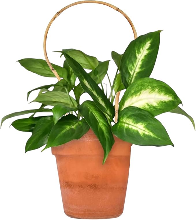 6 Pack Bamboo Trellis Round-Shaped for Potted Plant, 16 Inch Plant Support Stake for Climbing Vines, Decorative Hoop Stake for Potted Hoya