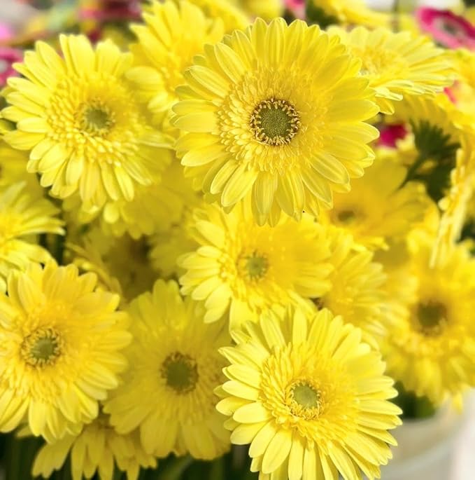 Gerbera Daisy Seeds - 300 Pcs Perennial, Cold Hardy & Low Maintenance, Vibrant Blooms for Garden Landscaping & Cut Flower Arrangements