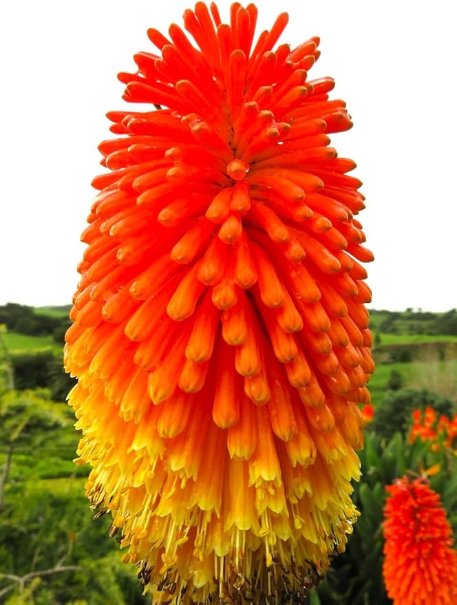 Seeds Kniphofia Red Poker 80 Seeds for Planting Torch Lily Poker Plant Tall Perennial Plant Non-GMO