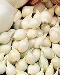 Onion Sets White(100 bulbs) Garden Vegetable