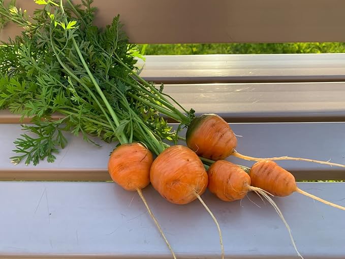 KIRA SEEDS - Seeds Carrot Paris Market - Heirloom Vegetable - GMO Free