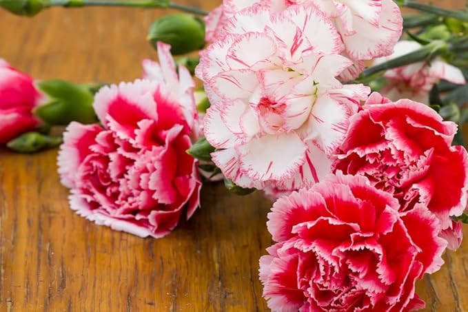 FUN AND GROW SEEDS: Seeds Carnation Shabo Mix Biennial Flowers