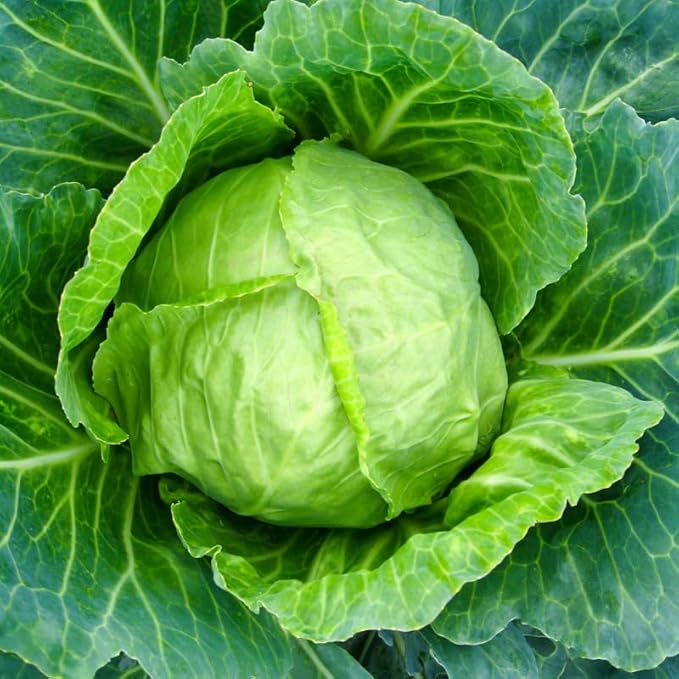 Set 2 Cabbage Plants, 4 Inch Pot, Cold Harrdy Cabbage Vegetable Plant for Indoor Outdoor Garden