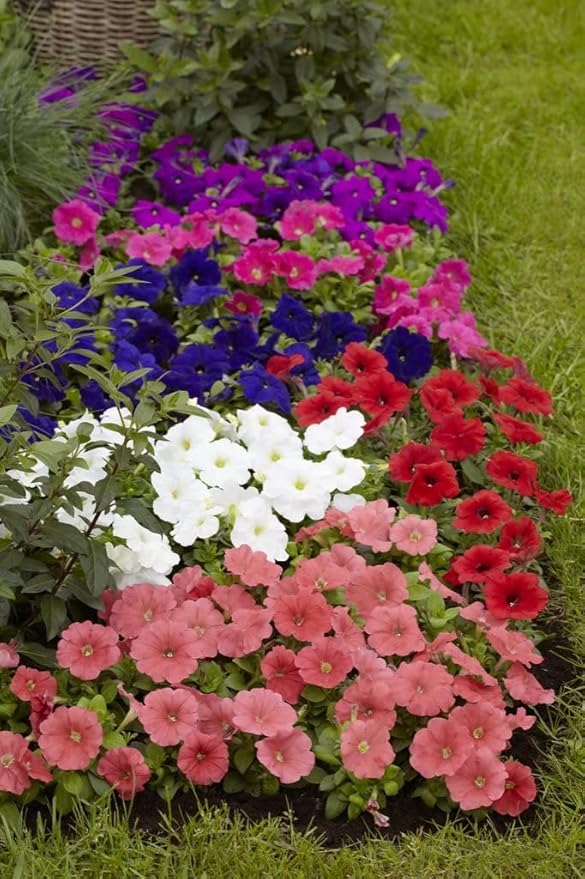 KIRA SEEDS - Seeds Petunia Triumph Rainbow Mix - Annual Flowers for Planting - GMO Free
