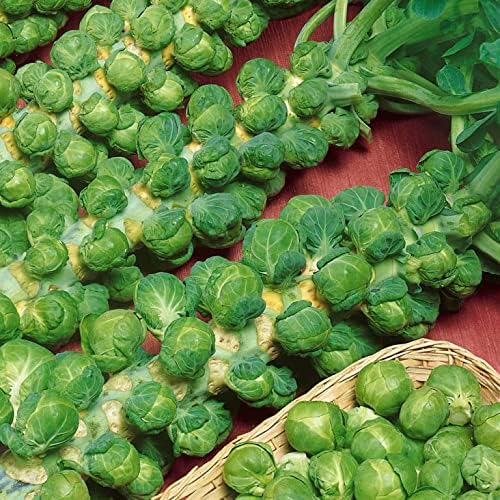 Seeds Brussels Sprouts Mix Cabbage Non GMO Vegetable for Planting