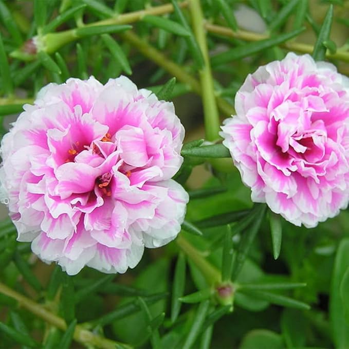 Mixed Moss Rose Seeds 1000 Seeds ‘Portulaca Grandiflora’ Flowers for Bonsai Garden Balcony Heat Drought Tolerant Fast-Growing Ground Cover Low-Maintenance