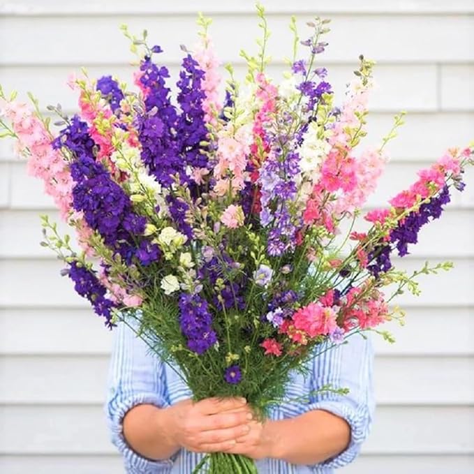 Delphinimum Seed, 50 Seeds, Giant Imperial Mix, Striking Mixed Colors, Perennial Wild Flower, Beautiful Flowers to Plant in Your Home Garden - Non-GMO Heirloom Seeds - Great for Cut Flowers