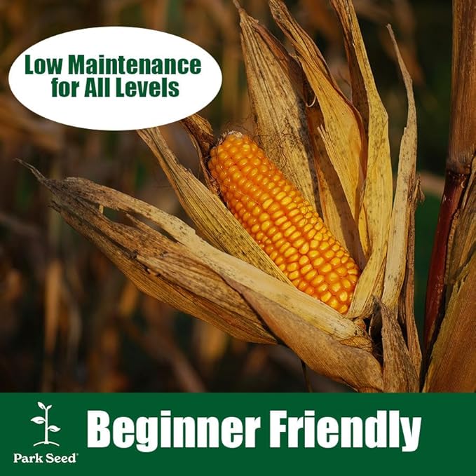 Park Seed Variety of Corn Seeds, Non-GMO Vegetable Seeds for Planting, Easy to Grow, Perfect for Harvesting, Bodacious Hybrid, Pack of 200