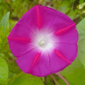Eden Brothers Morning Glory Seeds - Scarlett Ohara, Non-GMO Seeds for Planting, Packet | Low-Maintenance Flower Seeds, Plant During Spring, Zones 1, 2, 3, 4, 5, 6, 7, 8, 9, 10