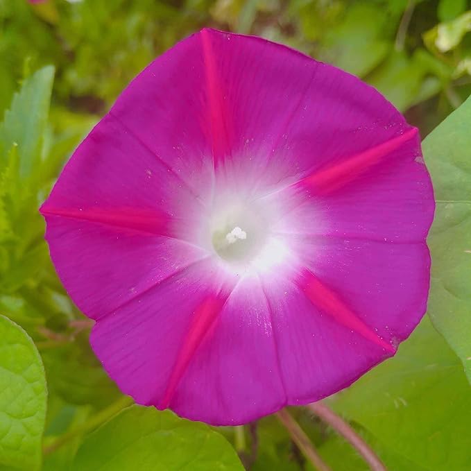 Eden Brothers Morning Glory Seeds - Scarlett Ohara, Non-GMO Seeds for Planting, 1 oz | Low-Maintenance Flower Seeds, Plant During Spring, Zones 1, 2, 3, 4, 5, 6, 7, 8, 9, 10