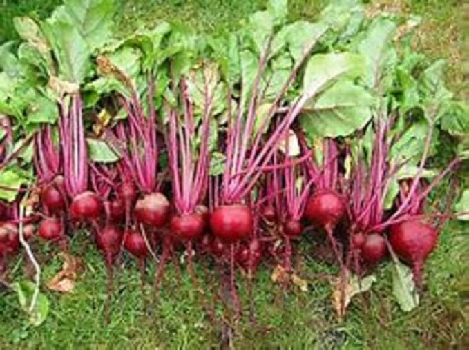 Beet Seed, Beets Sprouting Seeds, Microgreen, Sprouting, 8 OZ, NON GMO - Country Creek Acres Brand - High Sprout Germination- Juicing, Gardening, Hydroponics, Growing Salad Sprouts