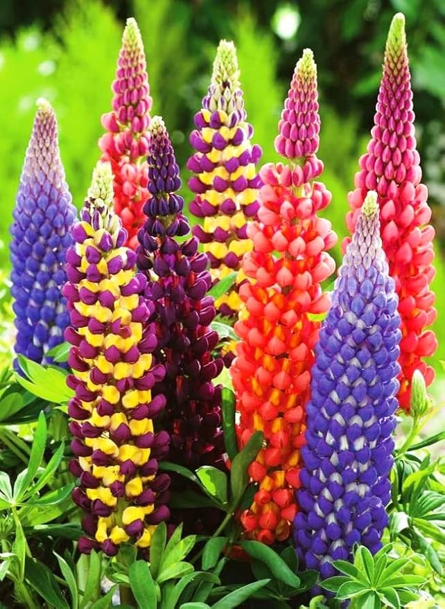 NIKA SEEDS - Seeds Flowers Lupine Giant Mix Perennial - 30 Seeds