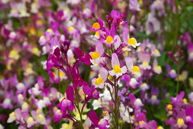 Fairy Bouquet Snapdragon Flower Seeds – 2000+ Non-GMO & Heirloom Seeds by Isla’s Garden Seeds, Spurred Variety with Whimsical Blooms, Ideal for Borders, Pollinator Gardens & Bouquets, Gardening Gift