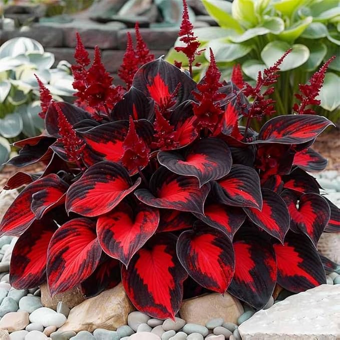 330+ Mixed Color Hosta Seeds for Planting - Shade-Tolerant Perennials, Dual Use for Ground Cover & Pots, Create Cool Shaded Gardens
