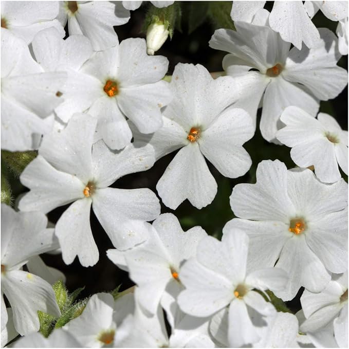 Seed Needs, Mountain Phlox Seeds - 1,000 Heirloom Seeds for Planting Linanthus grandiflorus - Annual Flowers to Attract Pollinators to a Butterfly Garden (1 Pack)