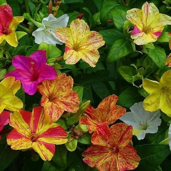 Seeds Four O'clock Mix Mirabilis - Annual Flowers for Planting
