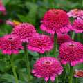 Park Seed Zinnia Seeds, Planting Flowers, Easy to Grow, Non-GMO, Perfect for Spring Garden, Zinderella Purple, Pack of 25