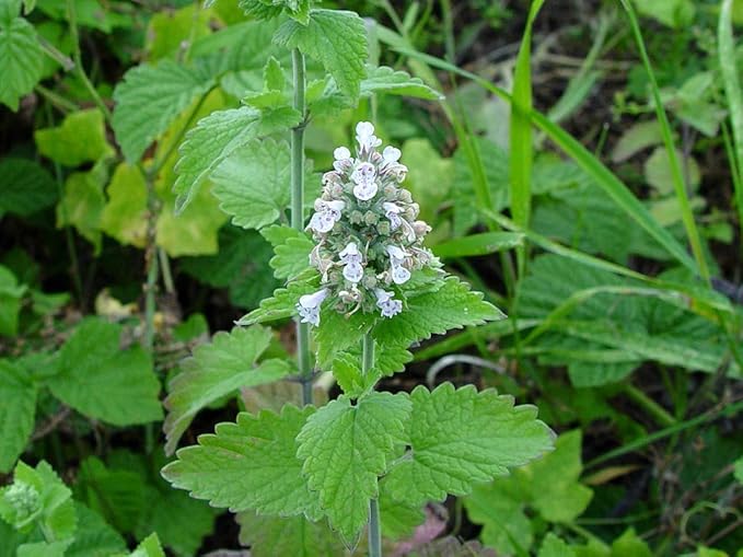 Catnip Seeds for Planting 100+ Seeds for Planting Non-GMO Catmint Catwort Field Balm