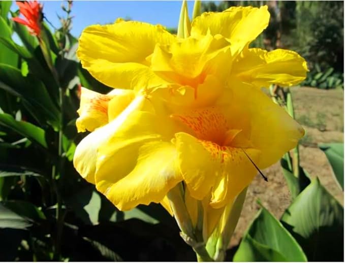 20 Canna Lily Seeds Mixed Flower Perennial Bonsai Rare Accent Plant Seeds Heirloom Canna Indica