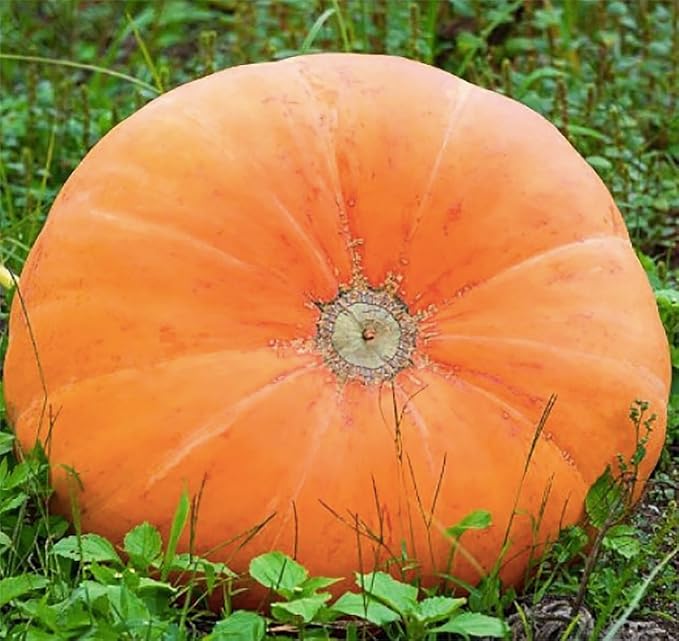 Mammoth Gold Pumpkin Seeds - Heirloom - 20+ Seeds