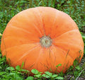 Mammoth Gold Pumpkin Seeds - Heirloom - 20+ Seeds