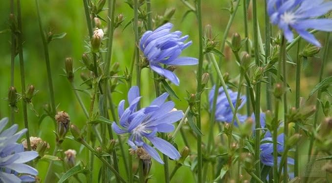 Antler Chicory Wildflower Seeds (Cichorium intybus), 4 Oz, Over 100,000 Seeds
