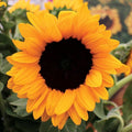 Park Seed Vincent’s Choice Sunflower Seeds – Pollen-Free Upward-Facing Golden Blooms, Easy to Grow Long-Season Variety for Cutting and Companion Gardens, Pack of 25