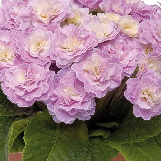 302 Mixed Perennial Primrose Seeds for Planting-Fragrant Double Primula Auricula Seeds-Primula Malacoides Early Blooming Flower Seed for Gardens & Outdoor Containers