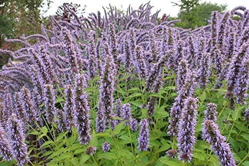 Anise Hyssop Seeds (Agastache foeniculum) – 500+ Non-GMO Heirloom Herb & Flower Seeds for Planting, Fragrant Licorice Mint Wildflower, Attracts Bees & Butterflies, by Isla’s Garden Seeds, Gift Idea