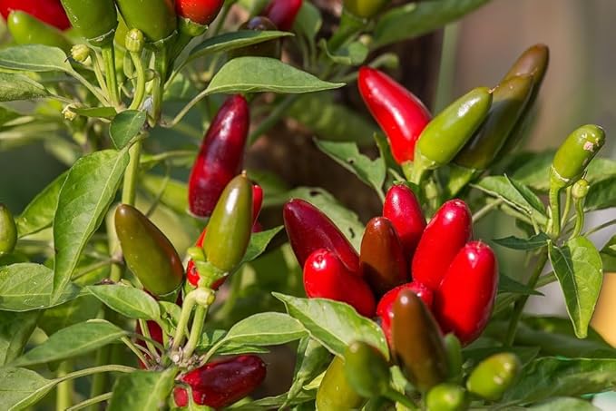 30+ Seeds Jalapeno Chili Pepper - Vegetable Green