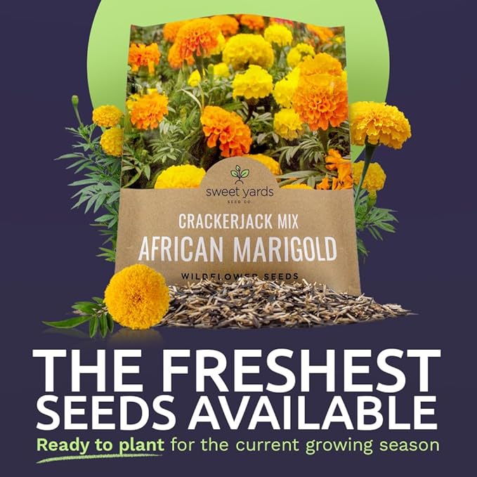 Sweet Yards African Marigold Seeds Mix Crackerjack Mix - Bulk 1 Ounce Packet - Over 10,000 Seeds - Huge Orange and Yellow Blooms - Adaptable to All US Regions - Pollinator Friendly