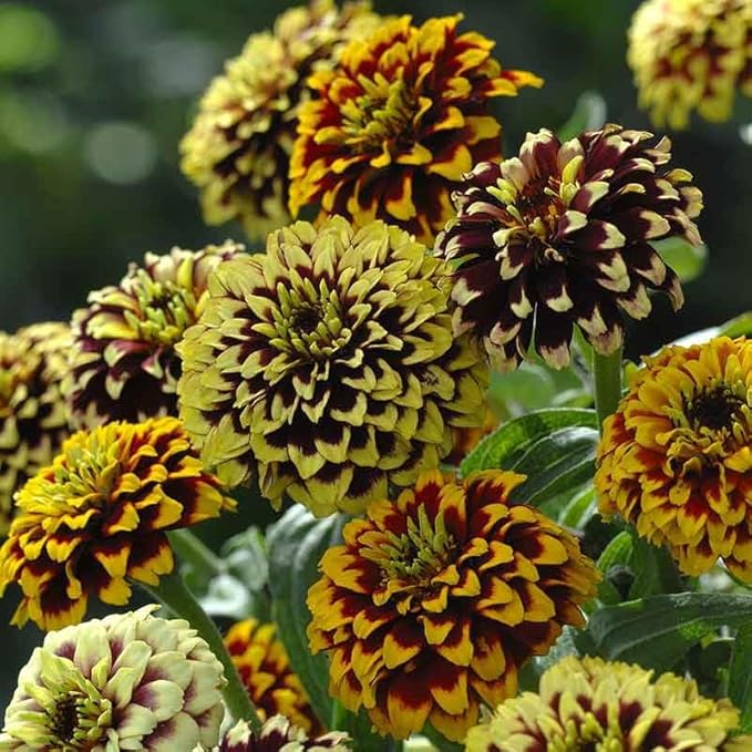 Eden Brothers Zinnia Seeds - Jazzy Mix