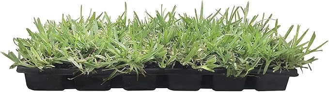 St. Augustine 'Floratam' 3 Inch Sod Plugs - 54 Extra Large Live Plugs - Drought, Salt and Shade Tolerant Turf Grass