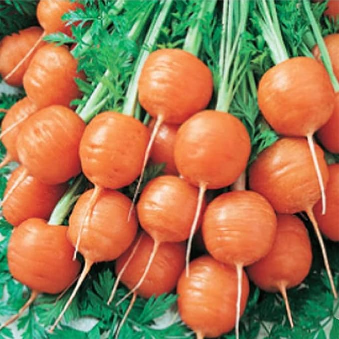 1000+ Seeds Round Baby Parisian Carrots Seeds A Delicacy Prised by Gourmet Restaurants Delicious Carrot Vegetable