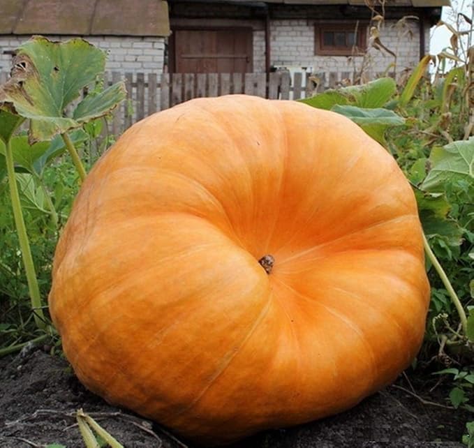 SeedsUP - 10+ Seeds Pumpkin Titan Weight 200 lbs - Vegetable Orange