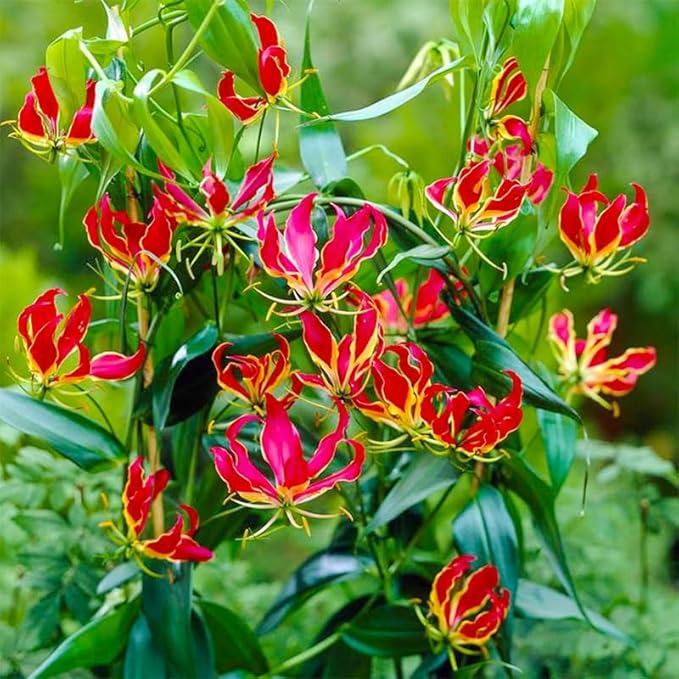 30+ Heirloom Flame Lily Seeds for Planting-Non-GMO Heirloom Plant Seeds Garden Outdoor