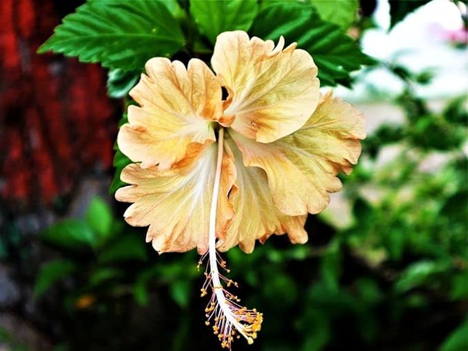 Flower Seeds 100 + Seeds Double Color Hibiscus Seeds Hardy Flower Easy Grow Seed