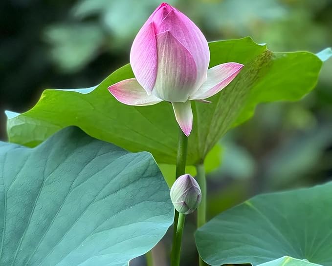 10 Mixed Bowl Lotus Flower Seeds for Planting, Water Lily Flower Plants, Bonsai Lotus Seeds, High Germination, Red, Bule, Pink, White and Purple Colors, Non-GMO Aquatic Plant Seeds