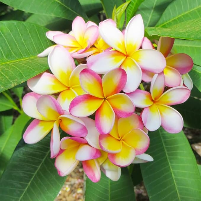 15pcs Mix Plumeria Rubra Seeds for Planting in Home Garden-Non-GMO Heirloom Plant Seeds Garden Outdoor