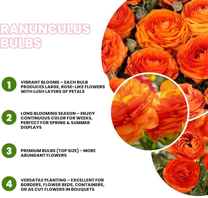 Set 50 Ranunculus Bulbs for Planting, Orange Ranunculus Corms Bulk, Butterfly Ranunculus Flowers Bulbs Spring Fall, Peony Buttercup Ranunculus